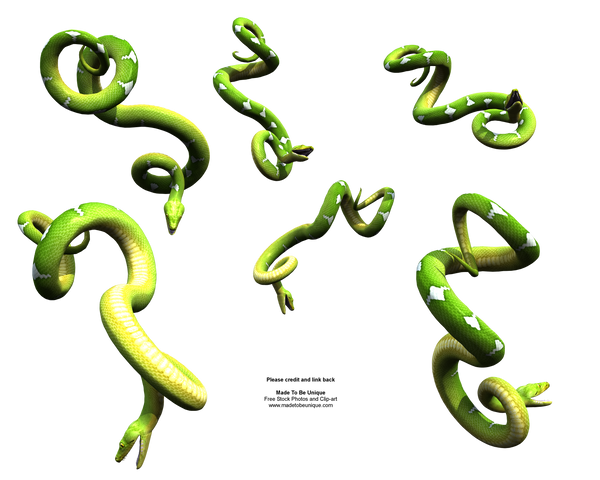 Bright Green Hanging Snakes