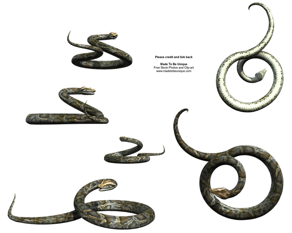 Curling Snake 3d Stock snakes