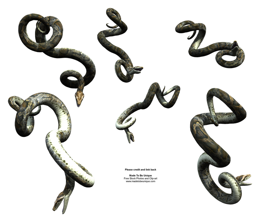 Hanging Python Snake Realistic by madetobeunique