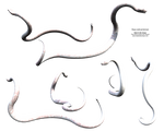 White Slithering Python Snake