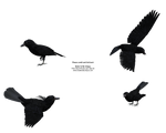 Black Bird Raven - stand peck