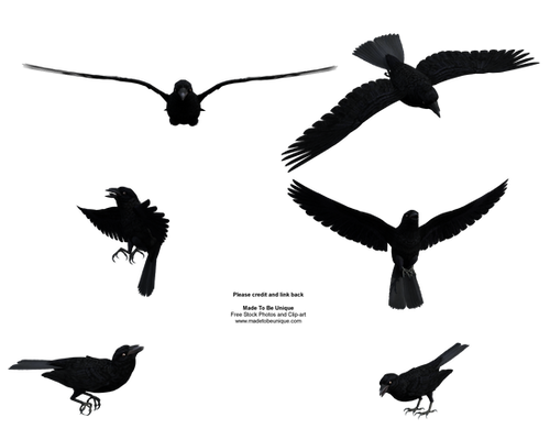 Free Stock Flying Black Raven