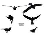 Free Stock Flying Black Raven