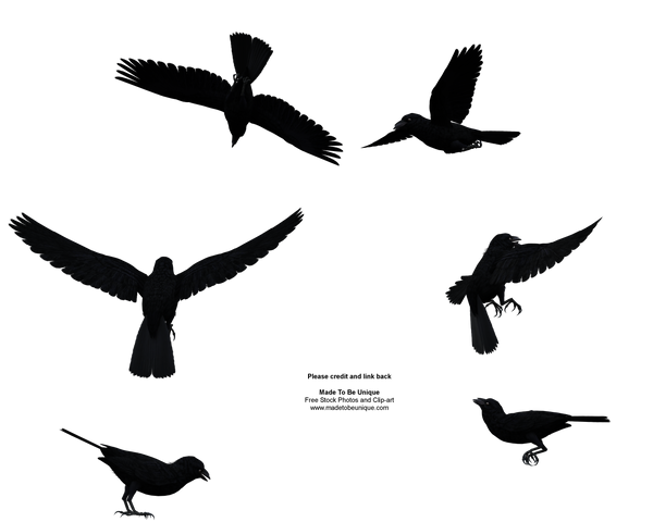 Black Raven Bird Flying Above