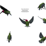 Free Bird Stock Hummingbird