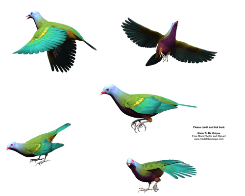 Unique Fruit Dove - Colorful