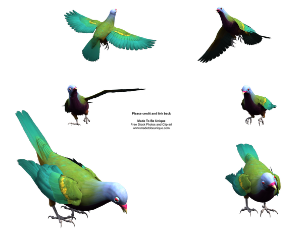 Wompoo Fruit Dove Pecking png