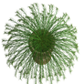 3d fern plant stock free