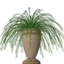 Fern plant stock in pot vase