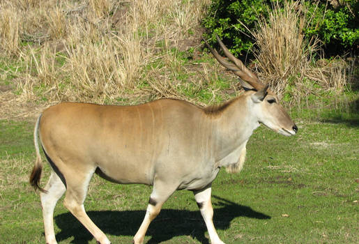 African Deer Thingie