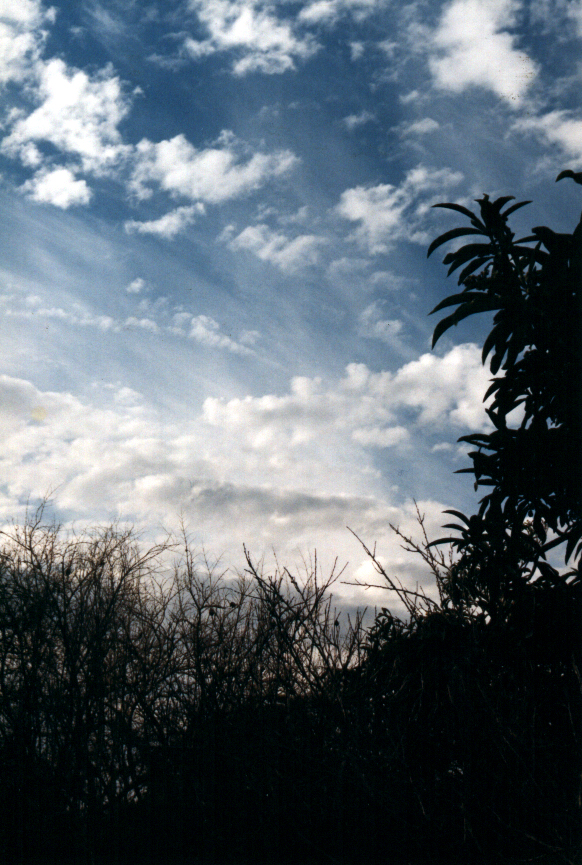 a cloudy backyard