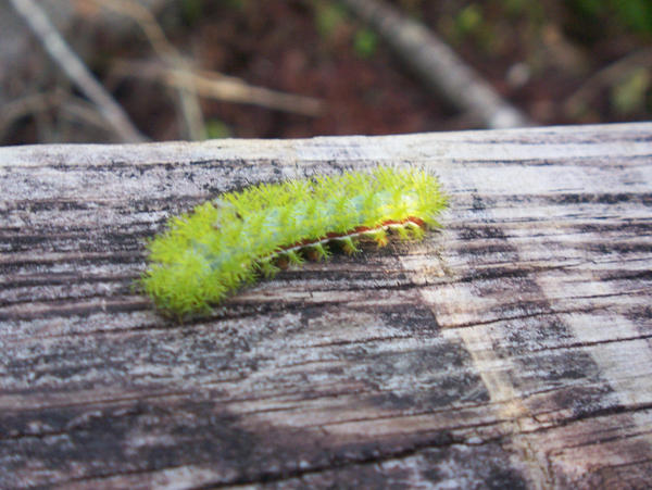 fuzzy ol' caterpillar