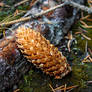 Pinecone without a Blur