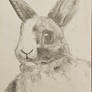 Bunny sketch