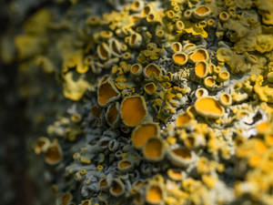 Lichen-1