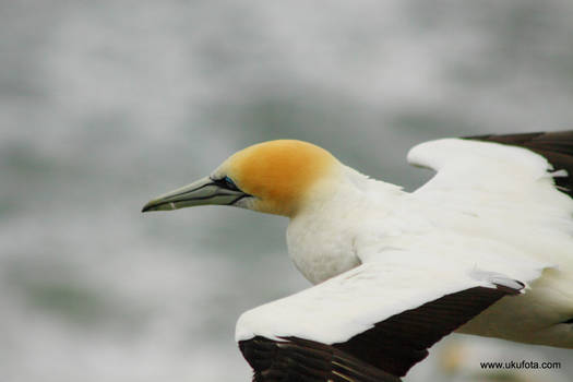 Gannet