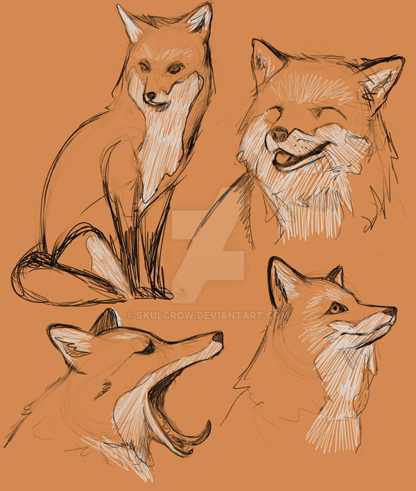 Rot Fox Reference Fox Face Reference