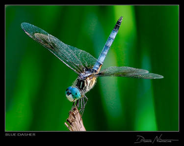 Blue Dasher