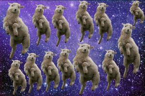 Sheeps In Space