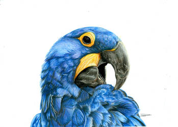 Hyacinth Macaw