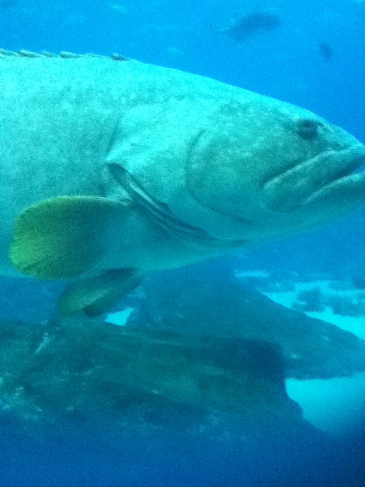 Trip to the Georgia Aquarium