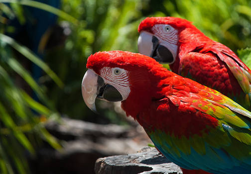 Green Winged Macaws