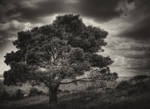 mountain tree by GabrielSylar