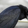 Crouching raven