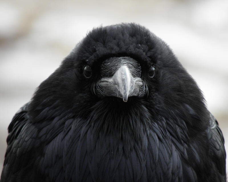 Poofy Raven