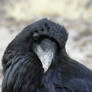 Raven headtilt