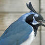 Nutty Magpie-jay