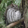 Tualatin River's Screech-owl