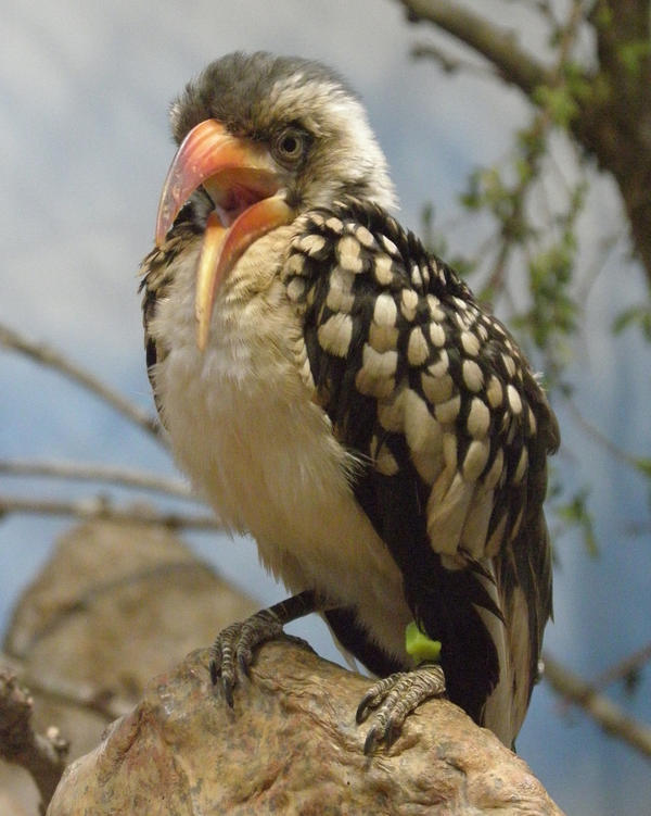 The Hornbill is Bored