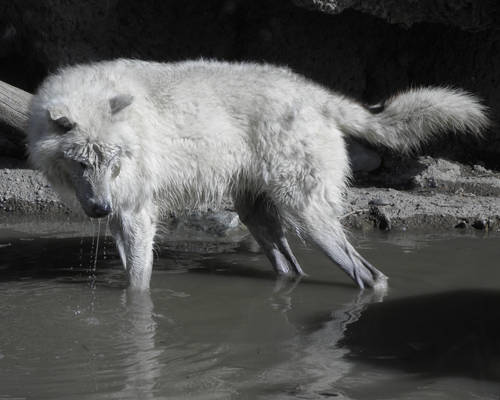 Fishing Wolf