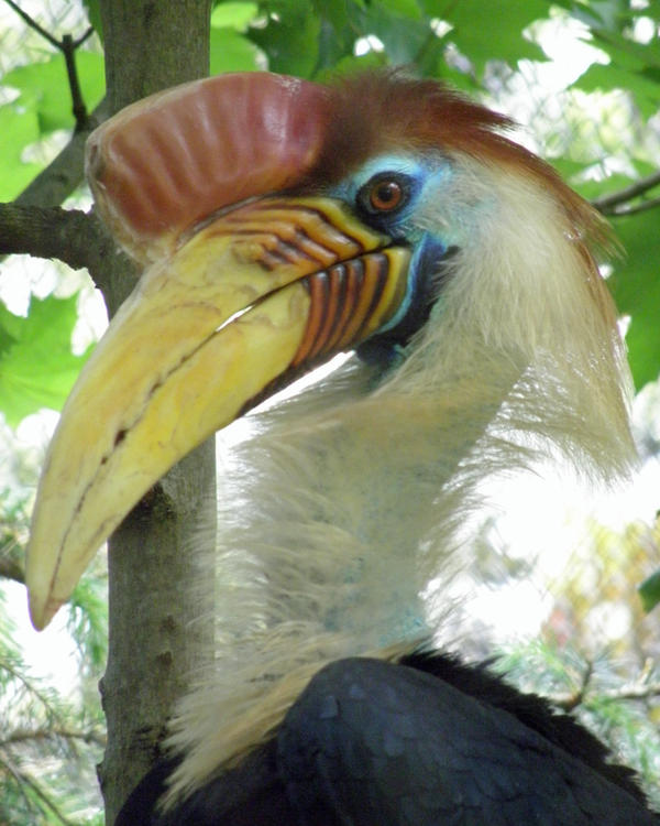 Knobbed Hornbill Neckstretch