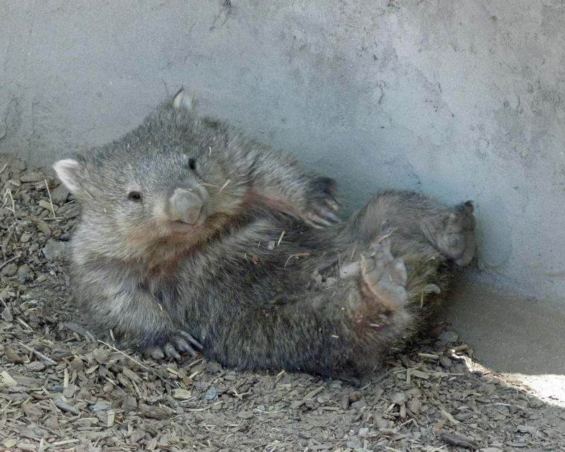 Wombat Rollo Rolly Polly Wombat by Canislupuscorax on DeviantArt