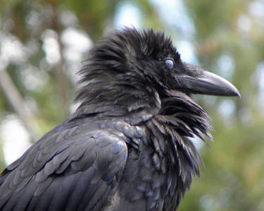 Raven after Shower