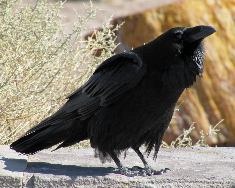 Agate Forest Raven