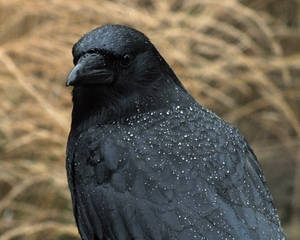 Rain Crow