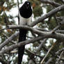 Songbird of Yellowstone II