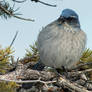 Grand Canyon Puff-jay