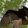 Vulture, its Wings Wide