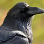 Considering Raven