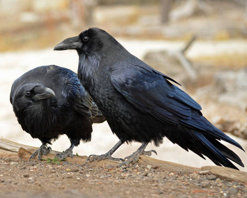 Roaring Mountain Raven Pair