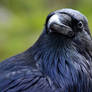 Roaring Mountain Raven Portrait