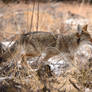 Bandelier Coyote