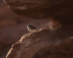 Arizona Wren by Canislupuscorax