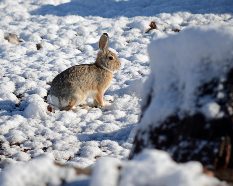 Snow Bunny by Canislupuscorax on DeviantArt