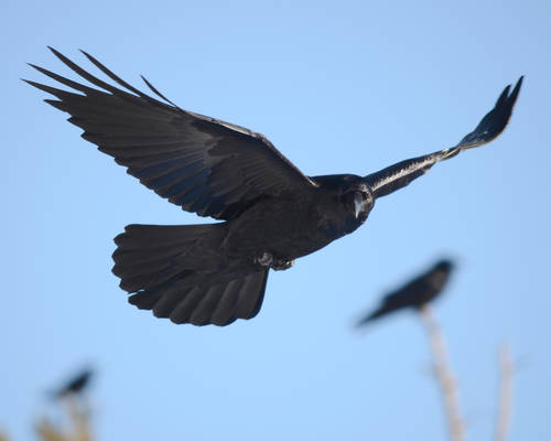 Raven Flyby