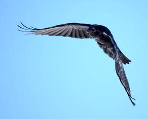 More Raven Flight